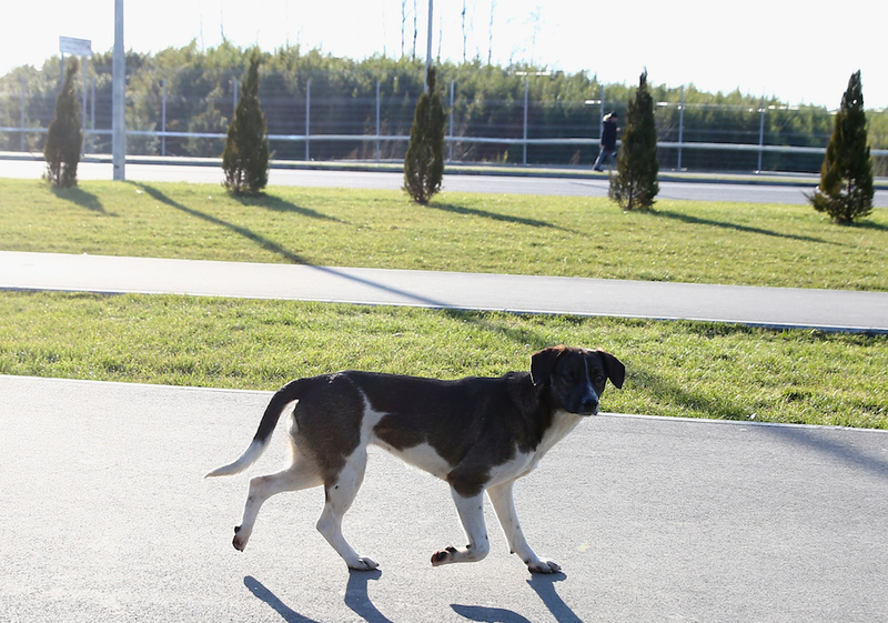 Illustration for article titled The Dogs Of Sochi